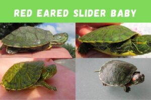 How Many Weeks Before Red Eared Slider Turtles Lay? 5