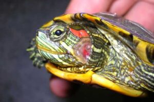 How To Treat A Sick Red Eared Slider Turtle? 2