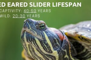 How Long Can A Red Eared Slider Turtle Live? 5