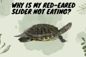 Why Isn't My Red Eared Slider Turtle Eating? 1