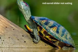 Can The Cold Kill Red Earred Slider Turtles? 3