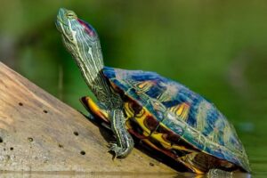 Can Red Eared Slider Turtles Eat Chocolate? 8