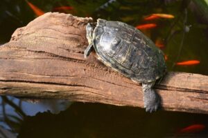 Why Does My Red Eared Slider Turtle Sleep All Day? 6