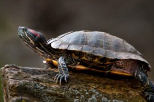 How Big Do Red Eared Slider Turtles Grow? 2