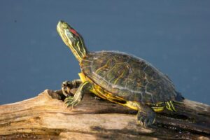 Is A Red Eared Slider An Aquatic Turtle? 9