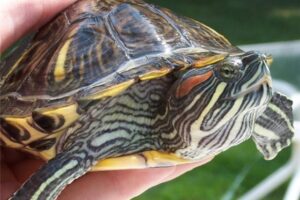 Can Red Eared Slider Turtles Be Around Cats? 7