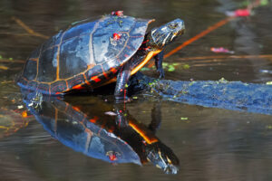 Can Red Ear Slider Turtles See Color? 8