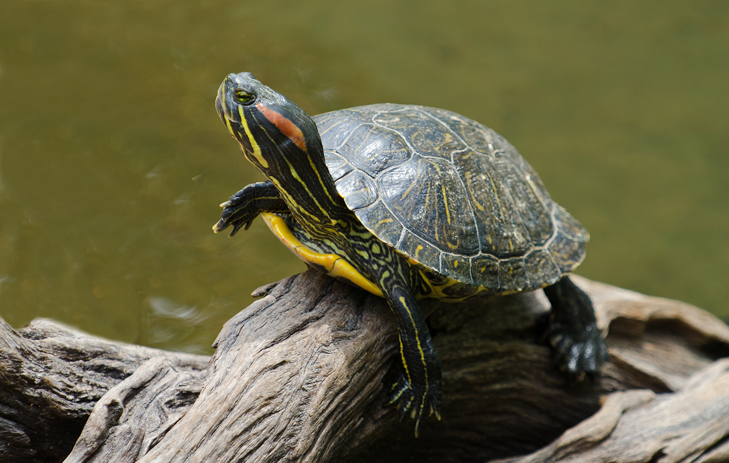 are-red-eared-slider-turtles-illegal-in-california