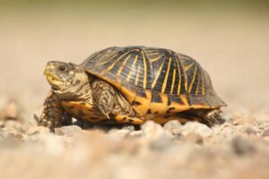 Are Box Turtles Nocturnal? 2