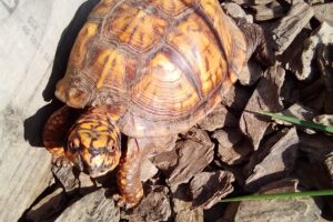 How Far Do Box Turtles Travel? 3