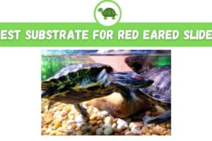 What Is The Best Substrate For Red Eared Slider Turtles? 5