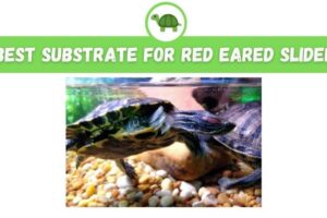 Can You Use Sand For Red Eared Slider Turtles? 1