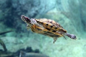 Are Red Eared Slider Water Turtles? 1