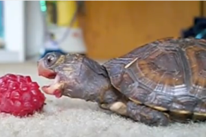 Can Red Eared Slider Turtles Eat Raspberries? 4