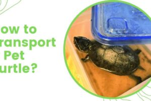 How Do You Transport A Red Eared Slider Turtle? 3