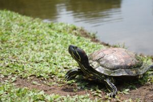 Can Red Eared Slider Turtles Live Outside? 1