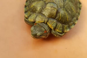 Why Won't My Red Eared Slider Turtle Eat? 3