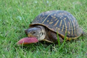 Do Turtles Eat Meat? 5