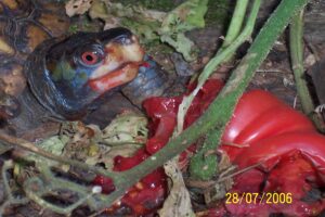 Do Box Turtles Eat Tomatoes? 6