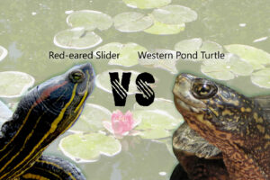 Why Would Red Eared Slider Turtles Fight? 4