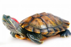 Do Red Eared Slider Turtles Have Salmonella? 1