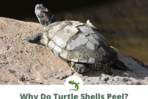 Do Box Turtles Shed Their Shells? 4