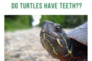 Do Red Eared Slider Turtles Have Teeth? 2