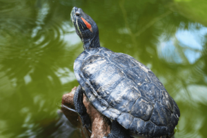 Are Red Eared Slider Turtles Illegal In Oregon? 4