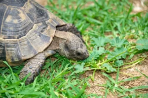 Can Red Eared Slider Turtles Eat Cilantro? 8