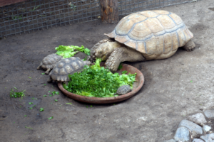 Can Red Eared Slider Turtles Eat Parsley? 7