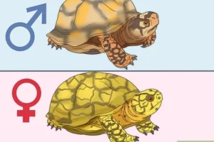 How To Tell If Box Turtle Is Male Or Female? 6