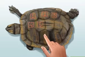 How Can You Tell How Old A Turtle Is? 2