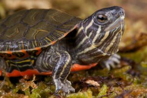 How To Give A Red Eared Slider Turtle Vitamin A? 3