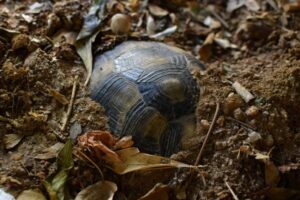 Do Box Turtles Dig Holes? 7