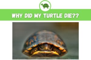 Why Did My Red Eared Slider Turtle Die? 6