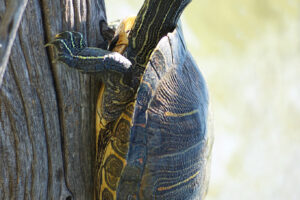 Can Red Eared Slider Turtles Climb Vertically? 6