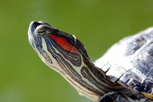 Can Hermanns Turtle Intercourse With Red Ear Slider Turtle? 6