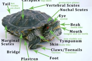 Do Red Eared Slider Turtles Hear? 3