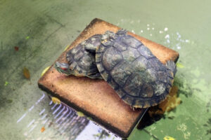 What Do Red Eared Slider Turtles Do In The Winter? 6