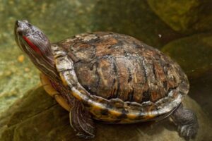 How To Get Rid Of Red Eared Slider Turtles Philadelphia? 2