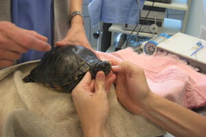 How Do They Spay A Red Eared Slider Turtle? 1