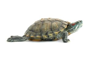 Are Red Eared Slider Turtles Illegal In New Jersey? 1