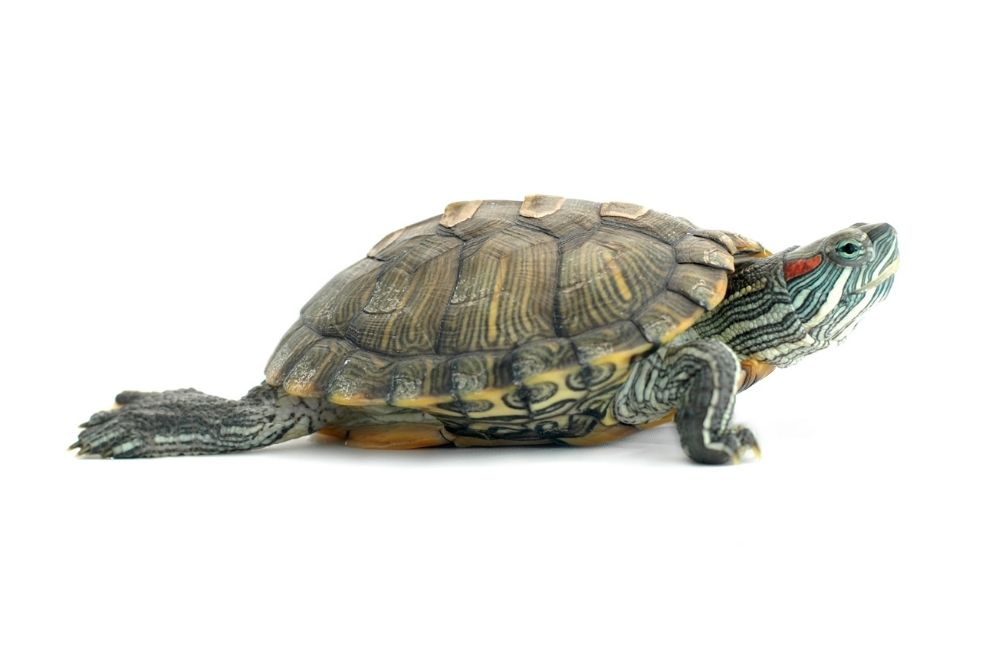 Are Red Eared Slider Turtles Illegal In New Jersey?