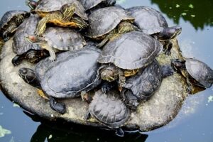 How To Brumate Red Eared Slider Turtle? 5