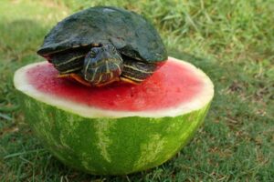 Do Red Eared Slider Turtles Eat Watermelon? 1