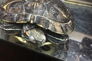 How Do Red Eared Slider Turtles Sleep In The Water? 3