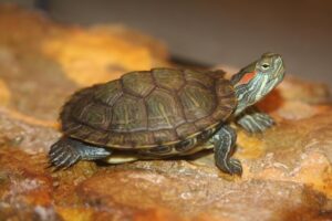 Where To Keep Red Eared Slider Turtles? 1