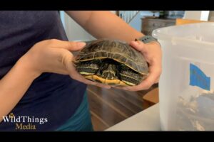 How To Pick Up A Red Eared Slider Turtle? 4