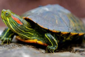 What Other Animals Can Live With Red Eared Slider Turtles? 6