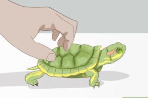 How To Keep Red Eared Slider Turtles? 2